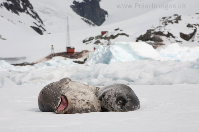 Weddell seal mother and pup_MG_1327