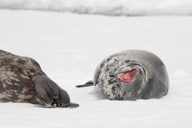 Weddell seal mother and pup_MG_1355