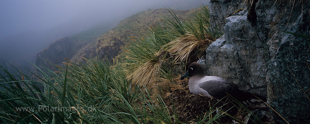 Light-mantle sooty albatross, Godthul (1)