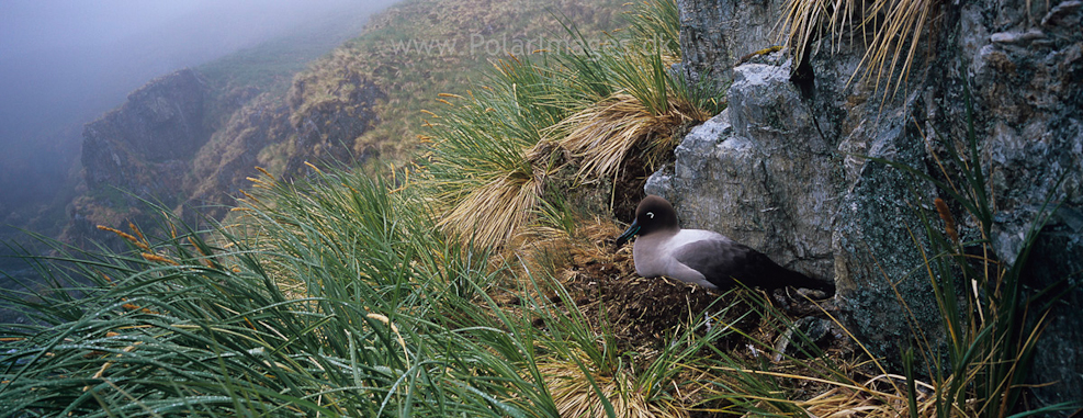 Light-mantle sooty albatross, Godthul (2)