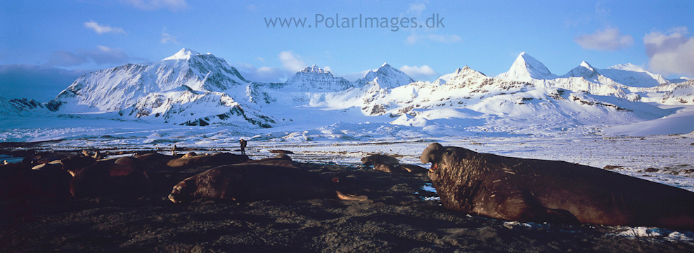 St Andrews Bay, South Georgia (2)