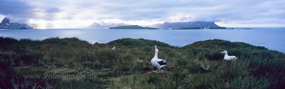 Wandering albatross, Prion Island