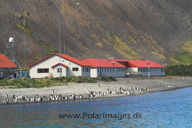 Grytviken SG King Edward Point PICT6924
