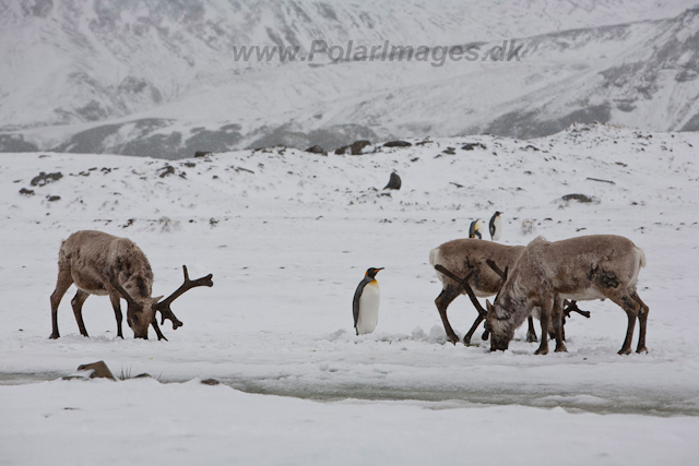 Reindeer, Fortuna Bay, December_MG_5628