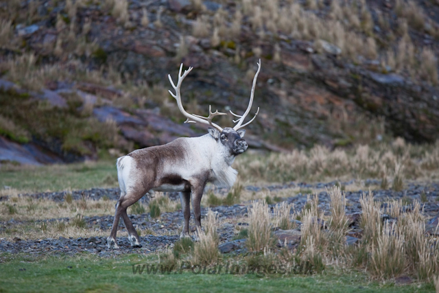 Reindeer, Fortuna Bay_MG_1308