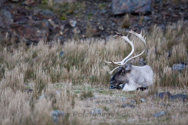 Reindeer, Fortuna Bay_MG_1312