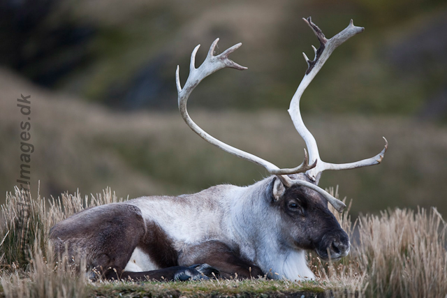 Reindeer, Fortuna Bay_MG_1322