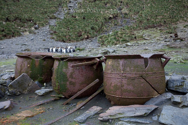 Sealers trypots, Elsehul_MG_8126