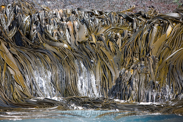 Kelp_MG_8095