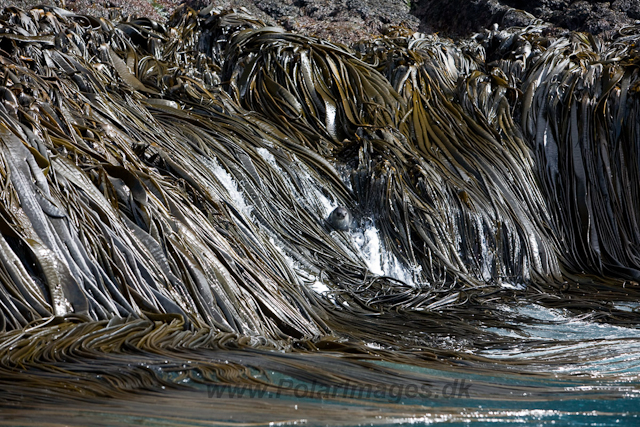 Kelp_MG_8101