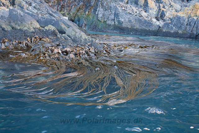 Kelp_MG_8142