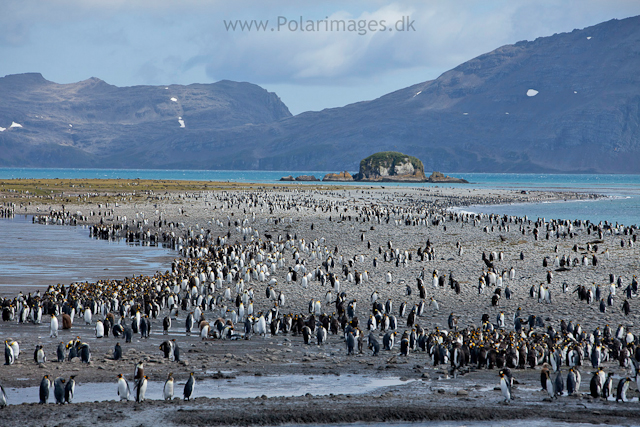 King penguins, Salisbury Plain_MG_2824