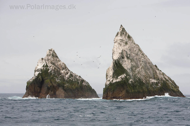 Shag Rocks_MG_0313