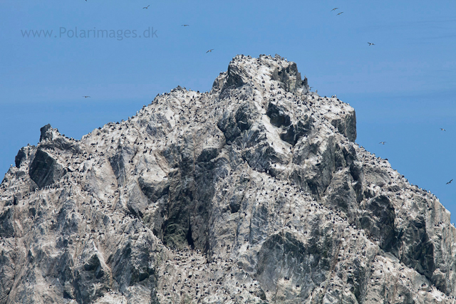 Shag Rocks_MG_2696