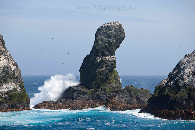 Shag Rocks_MG_2715