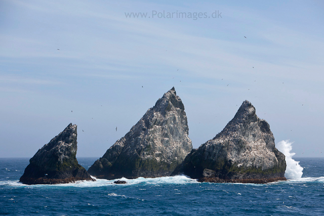 Shag Rocks_MG_2729