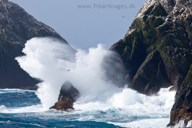 Shag Rocks_MG_2738