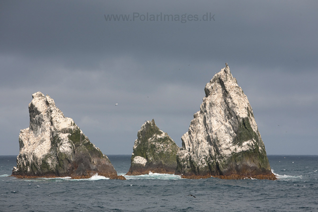 Shag Rocks_MG_3171