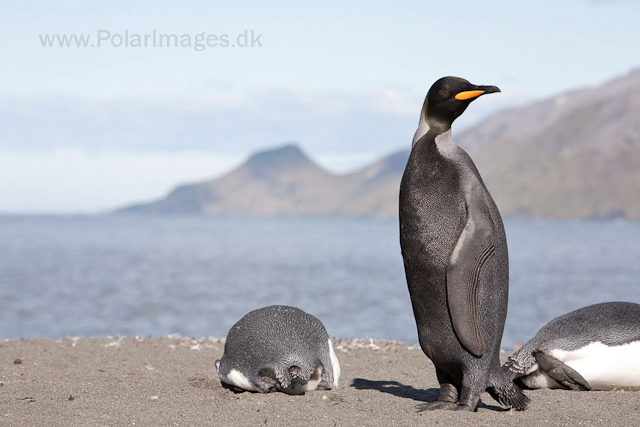 Black King penguin, St Andrews Bay_MG_4289
