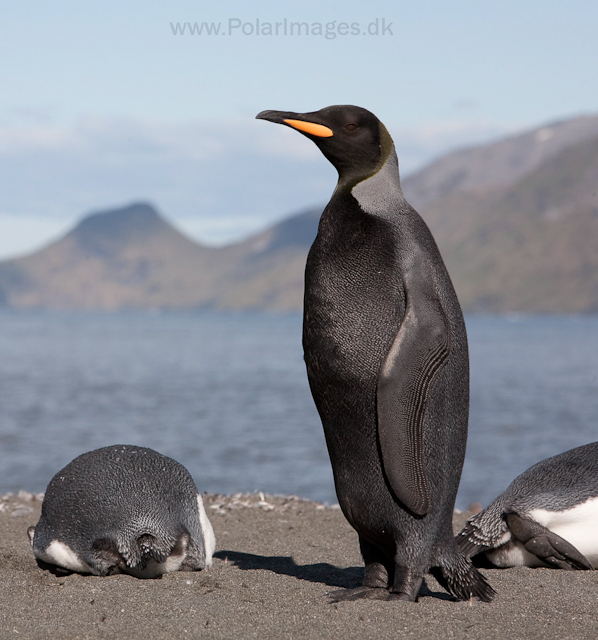 Black King penguin, St Andrews Bay_MG_4290