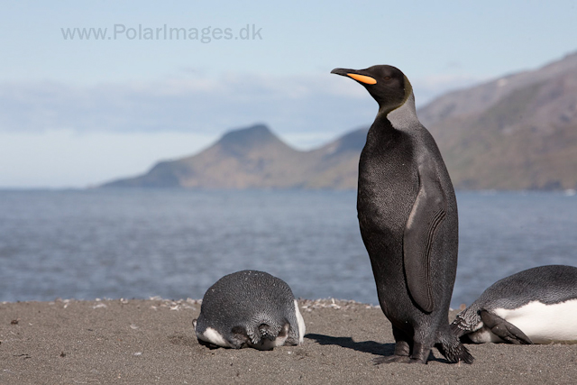 Black King penguin, St Andrews Bay_MG_4291