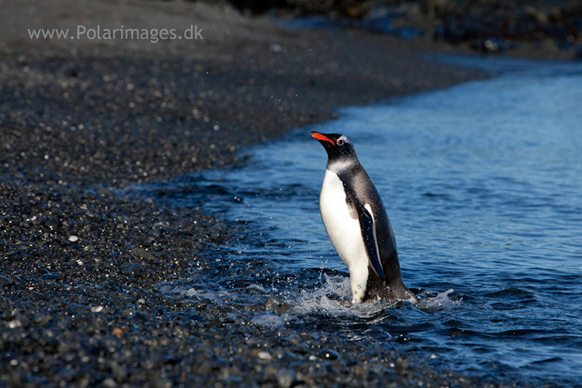 Gentoo penguin, Prion Island_MG_8745