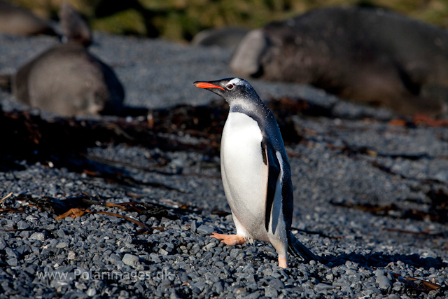 Gentoo penguin, Prion Island_MG_8752