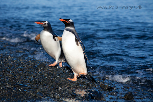 Gentoo penguin, Prion Island_MG_8766