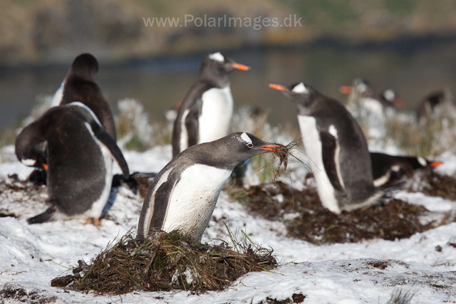 Gentoo penguins, Godthul_MG_3455