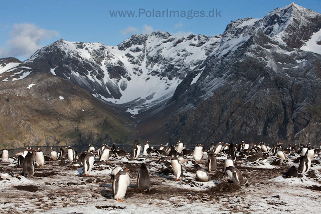 Gentoo penguins, Godthul_MG_3471