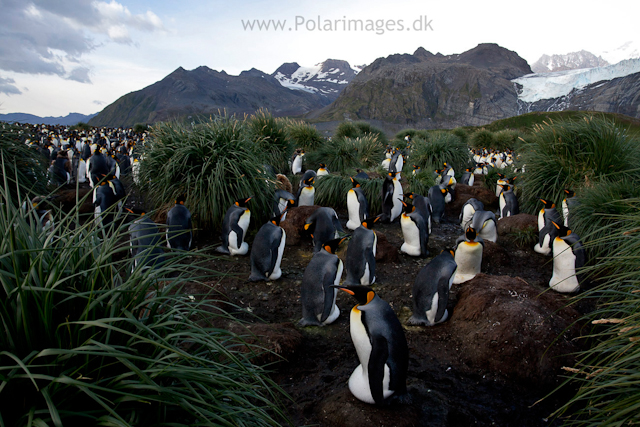 Incubating King penguins, Gold Harbour_MG_3420