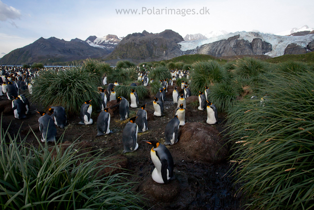 Incubating King penguins, Gold Harbour_MG_3423