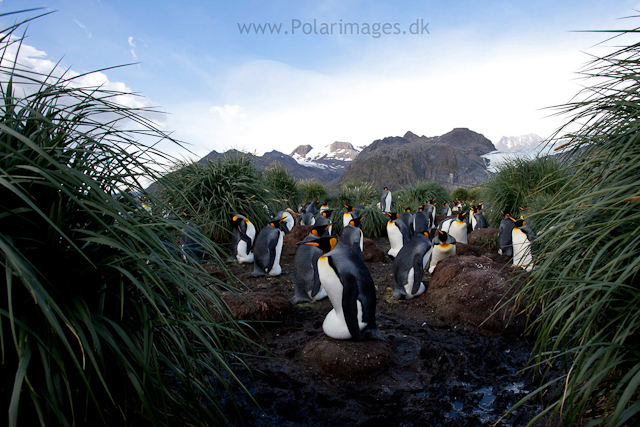 Incubating King penguins, Gold Harbour_MG_3429