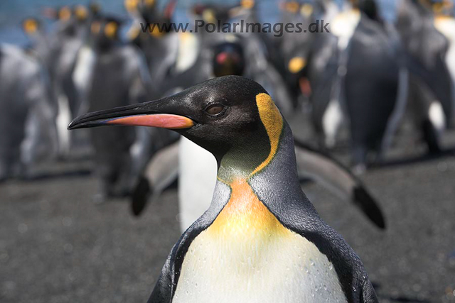 King penguin, Salisbury Plain_MG_7190