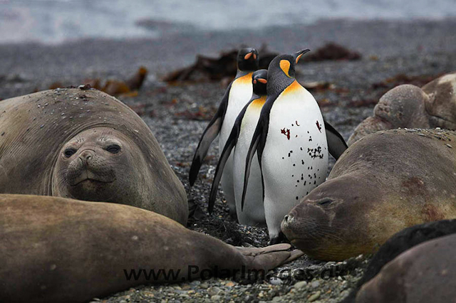 King penguin, St Andrews Bay_MG_1337