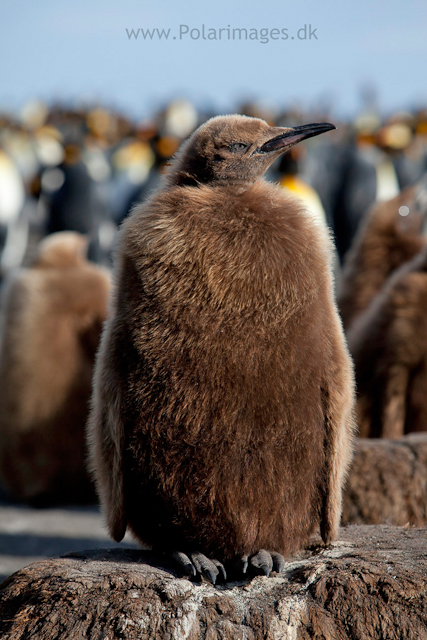 King penguin chich, Gold Harbour_MG_0060