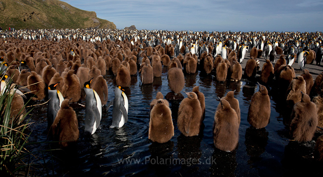 King penguin chich creche, Gold Harbour_MG_0056