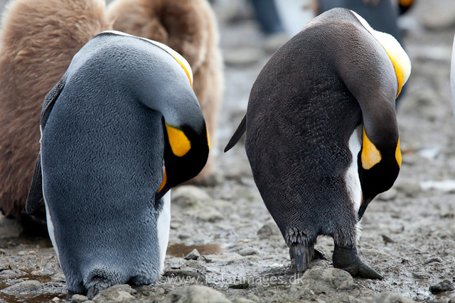 King penguin color morphs, Salisbury Plain_MG_2891