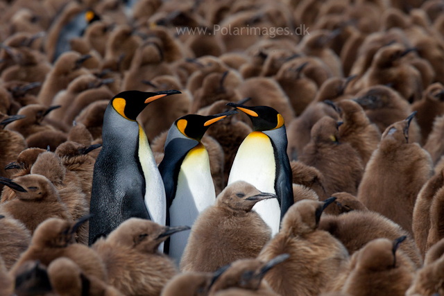 King penguin courtship, Gold Harbour_MG_0002