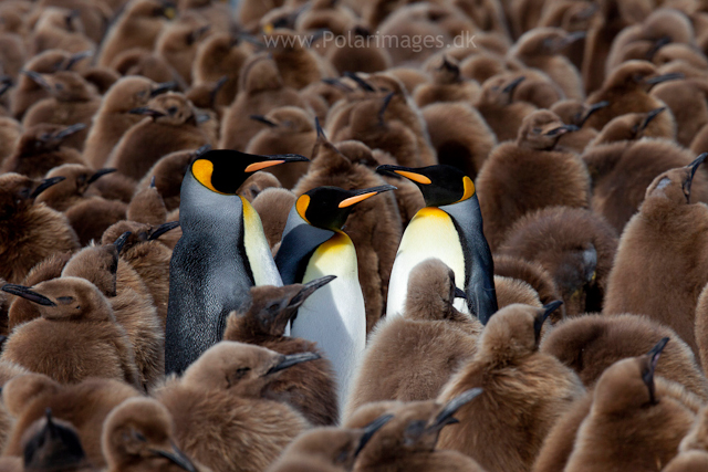 King penguin courtship, Gold Harbour_MG_0011