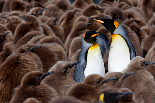 King penguin courtship, Gold Harbour_MG_0020