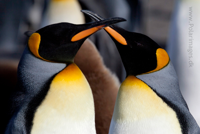 King penguin courtship, Gold Harbour_MG_0036