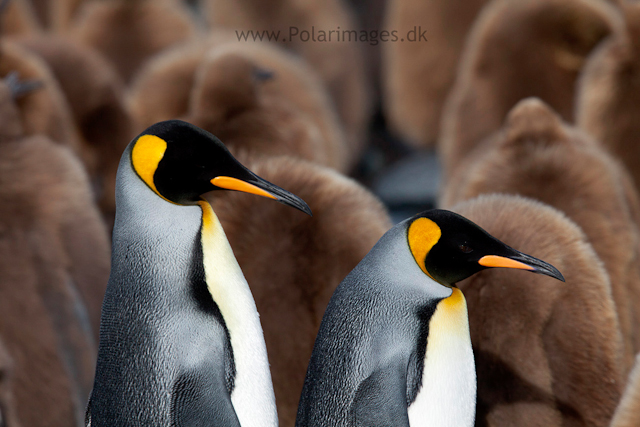 King penguin courtship, Gold Harbour_MG_0038