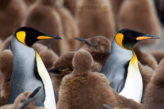 King penguin courtship, Gold Harbour_MG_0040