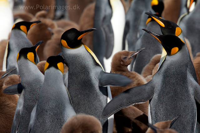 King penguin courtship, Gold Harbour_MG_0043