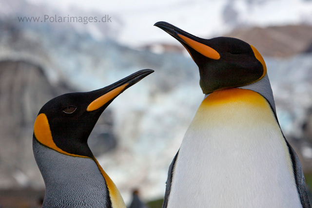 King penguin courtship, Gold Harbour_MG_3452