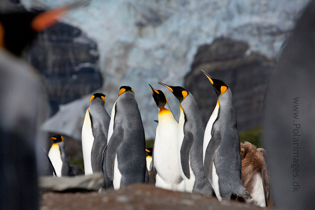 King penguin courtship, Gold Harbour_MG_3454