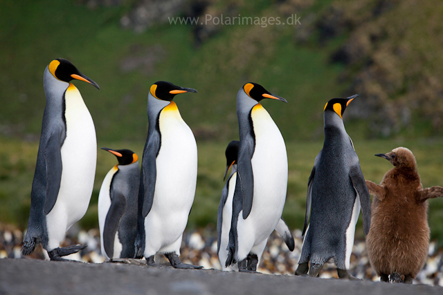 King penguin courtship, Gold Harbour_MG_3463