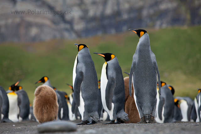 King penguin courtship, Gold Harbour_MG_3467