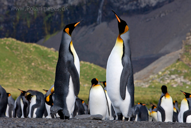 King penguin courtship, Gold Harbour_MG_3472